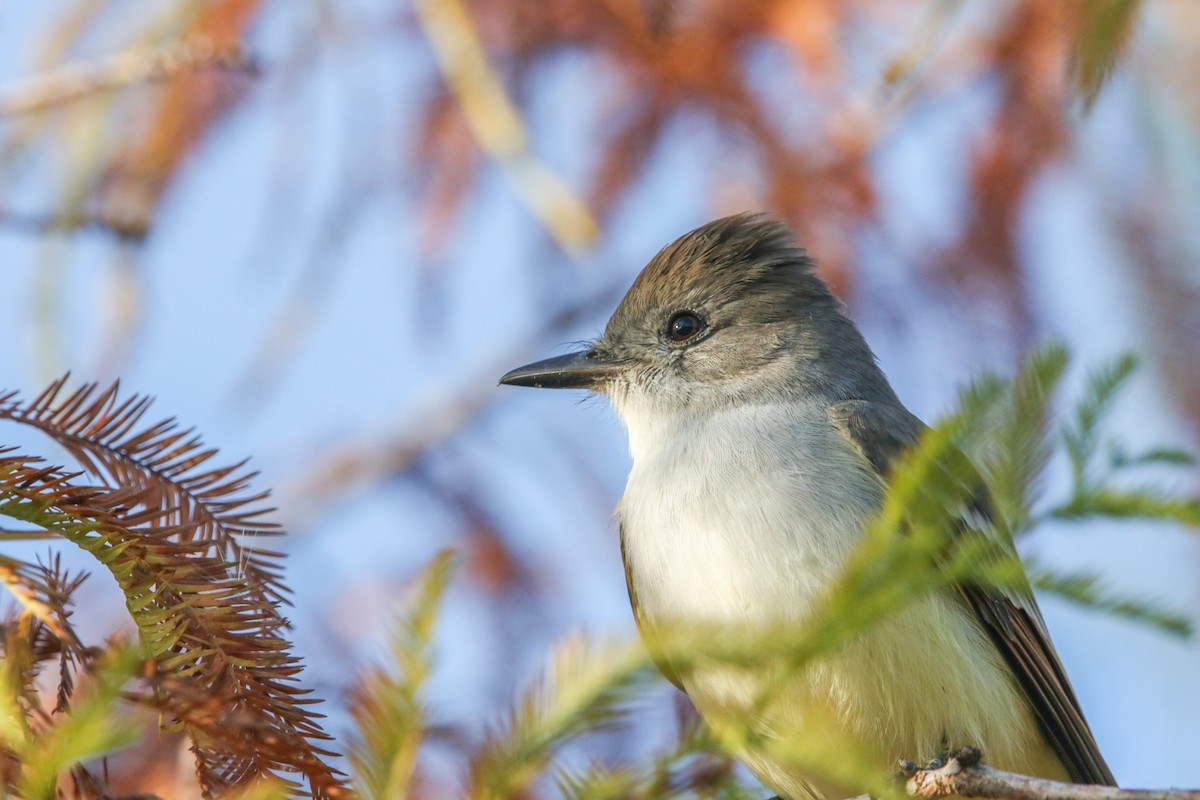 Ash-throated Flycatcher - ML645712567