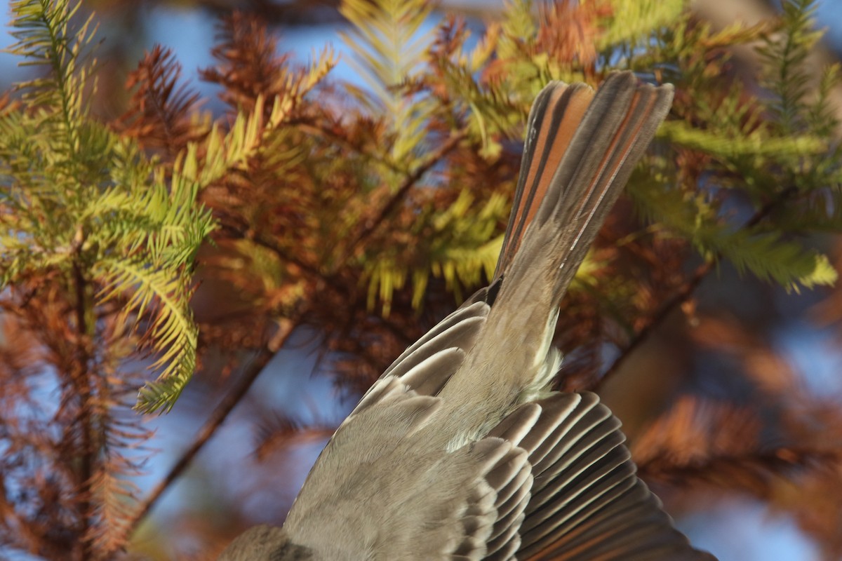 Ash-throated Flycatcher - ML645712569