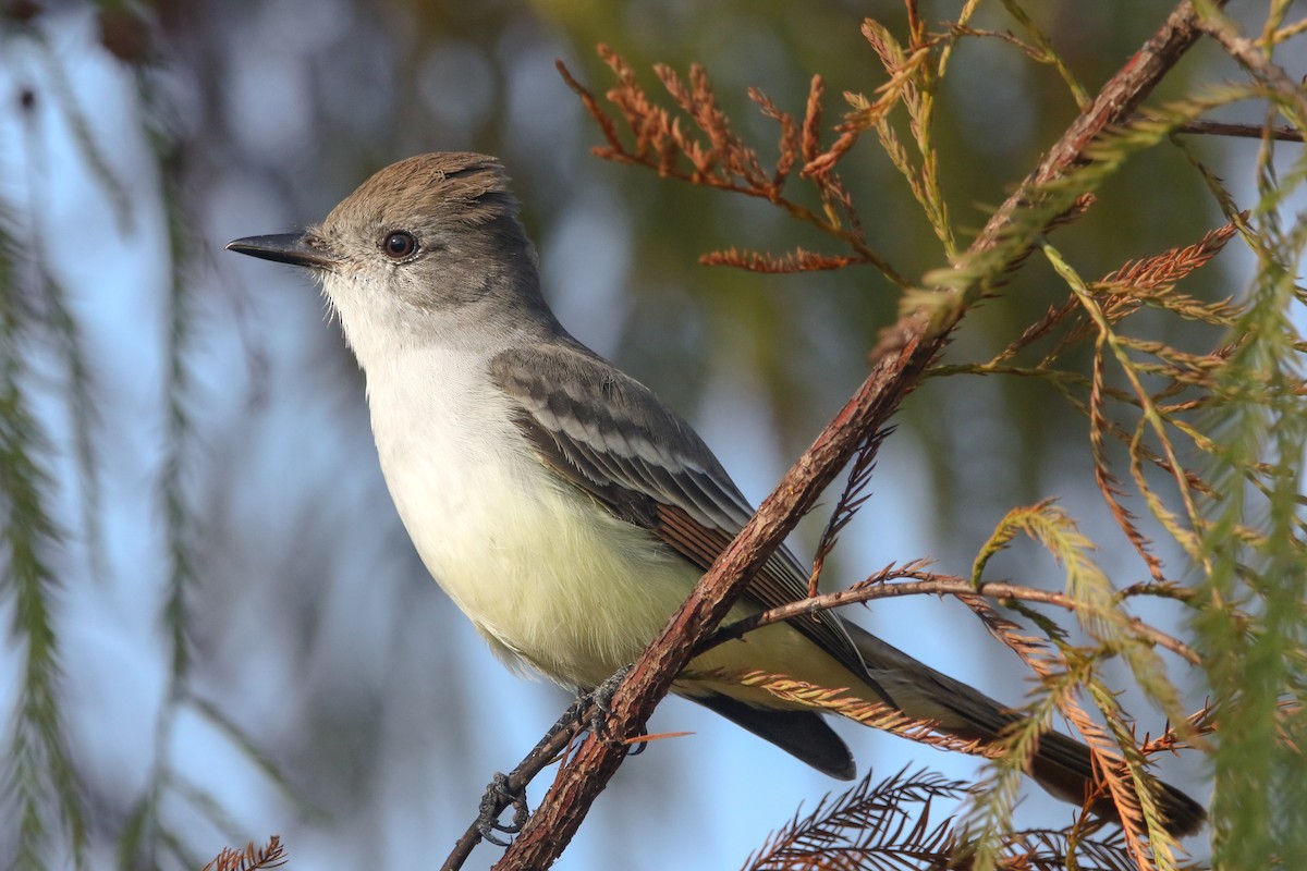 Ash-throated Flycatcher - ML645712572