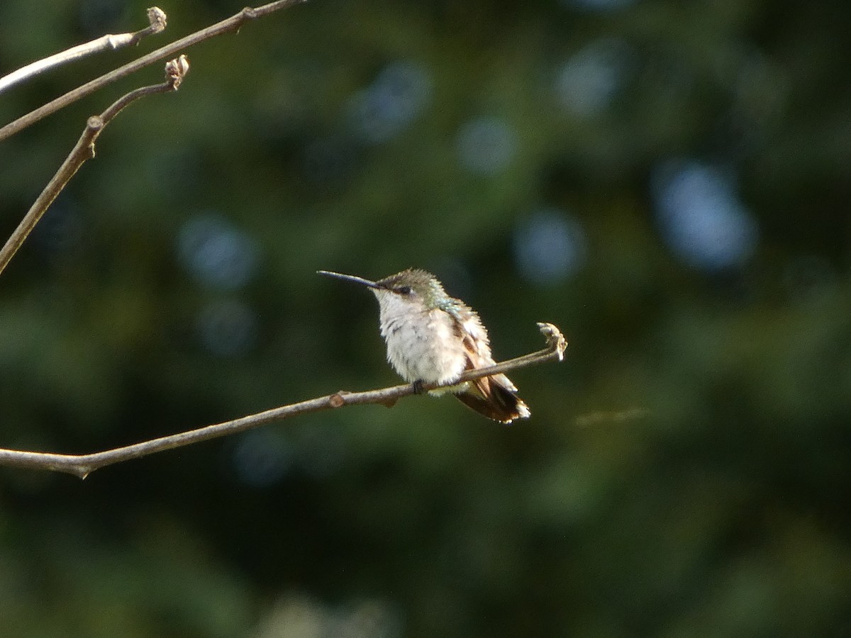 Ruby-throated Hummingbird - ML645712578