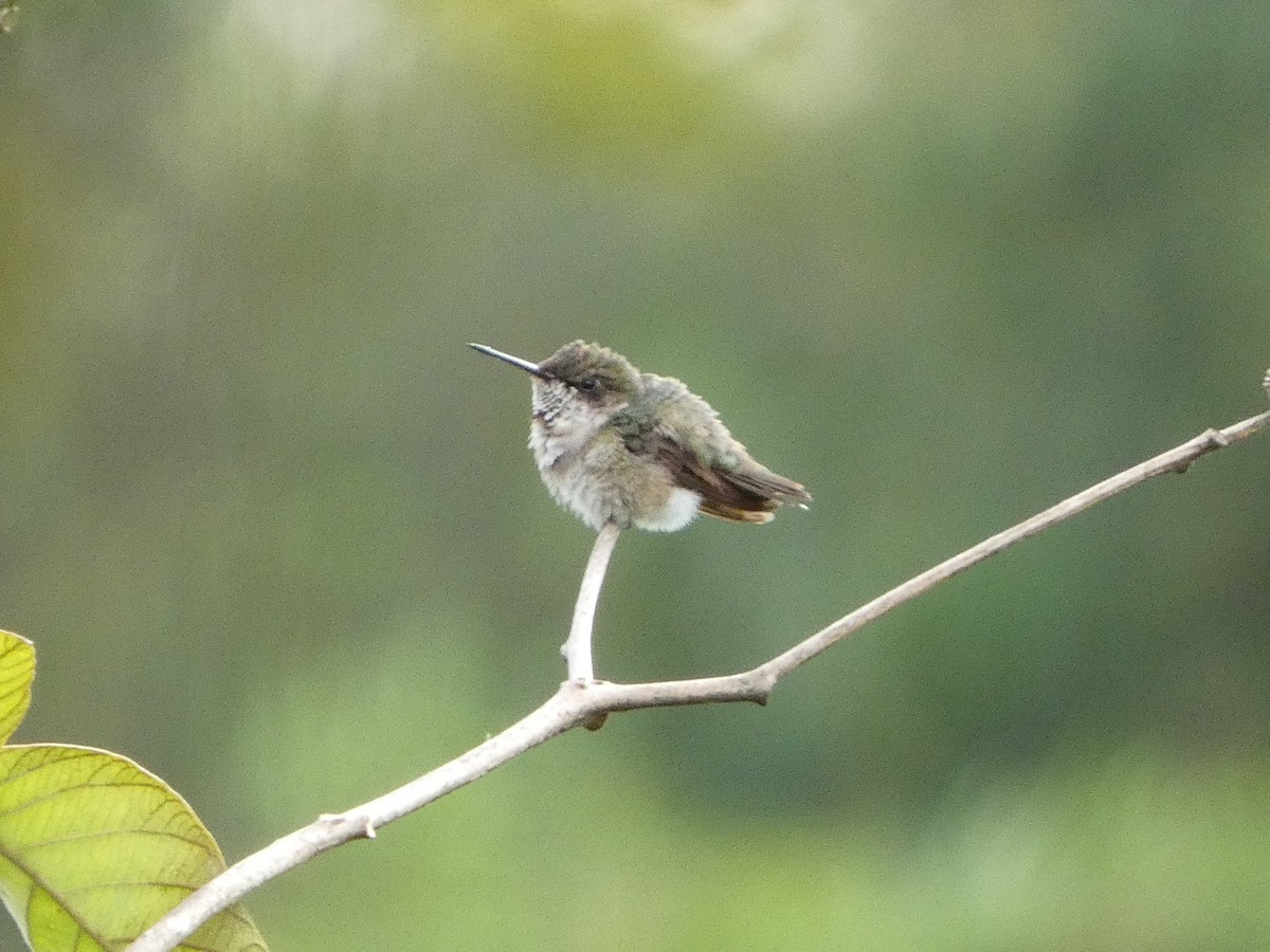 Ruby-throated Hummingbird - ML645712579