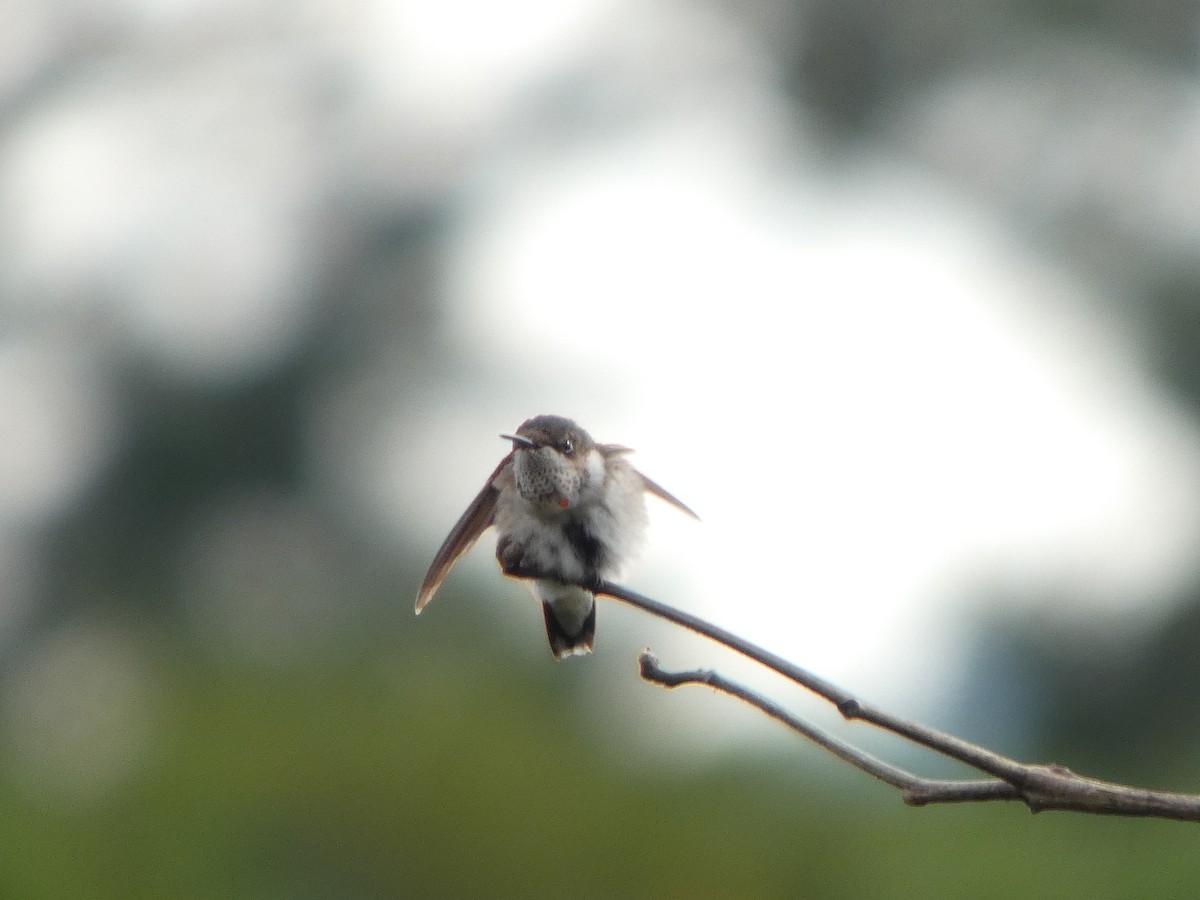 Ruby-throated Hummingbird - ML645712580