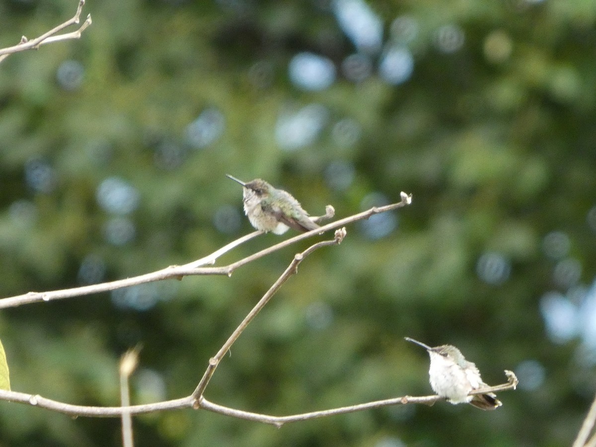 Ruby-throated Hummingbird - ML645712581