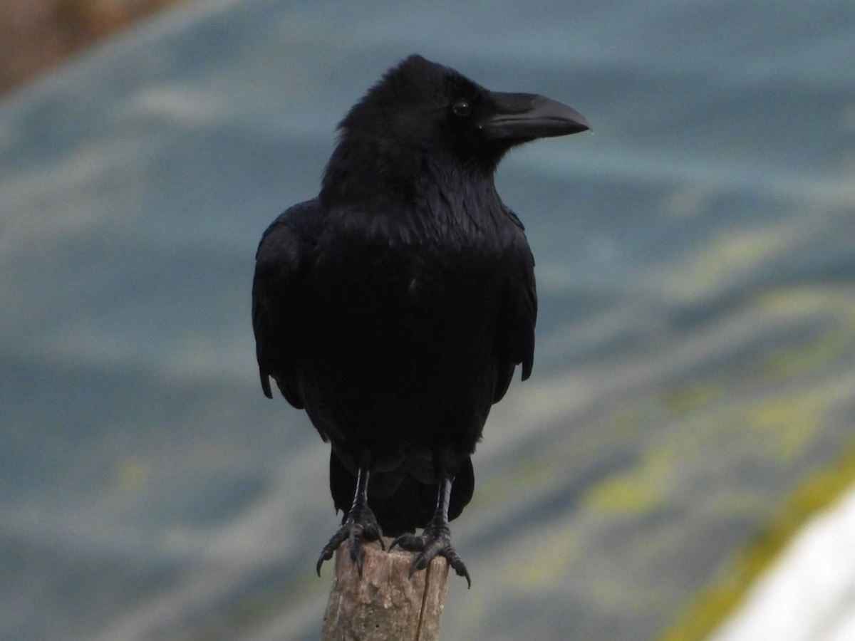 Хон хэрээ - ML645712582