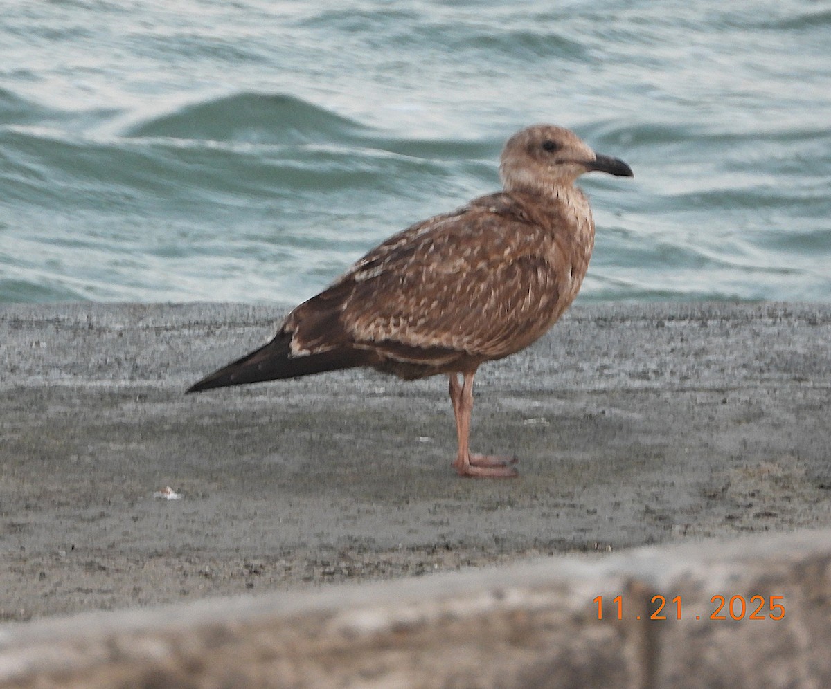 American Herring Gull - ML645712585
