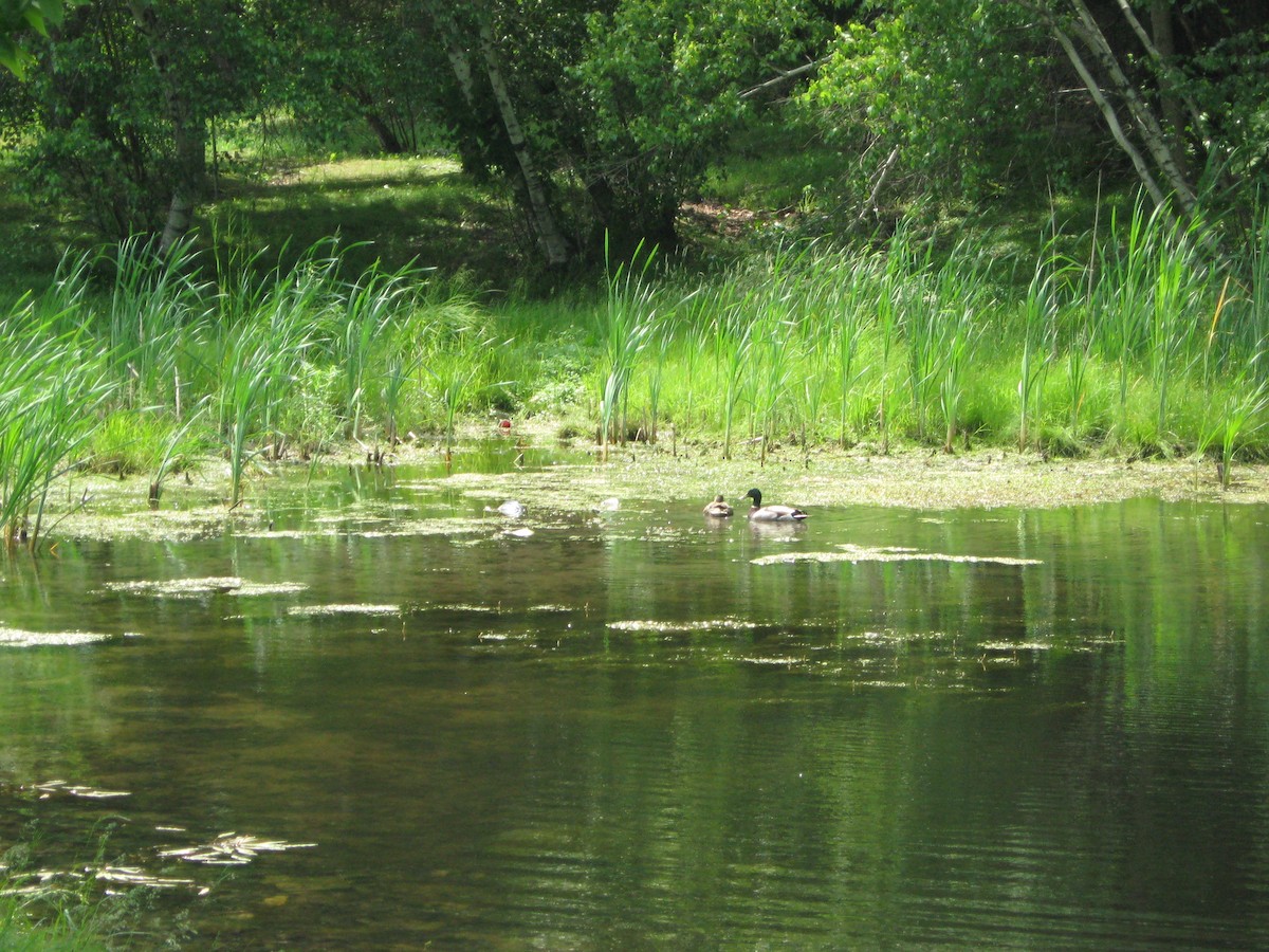 Mallard - ML645712593