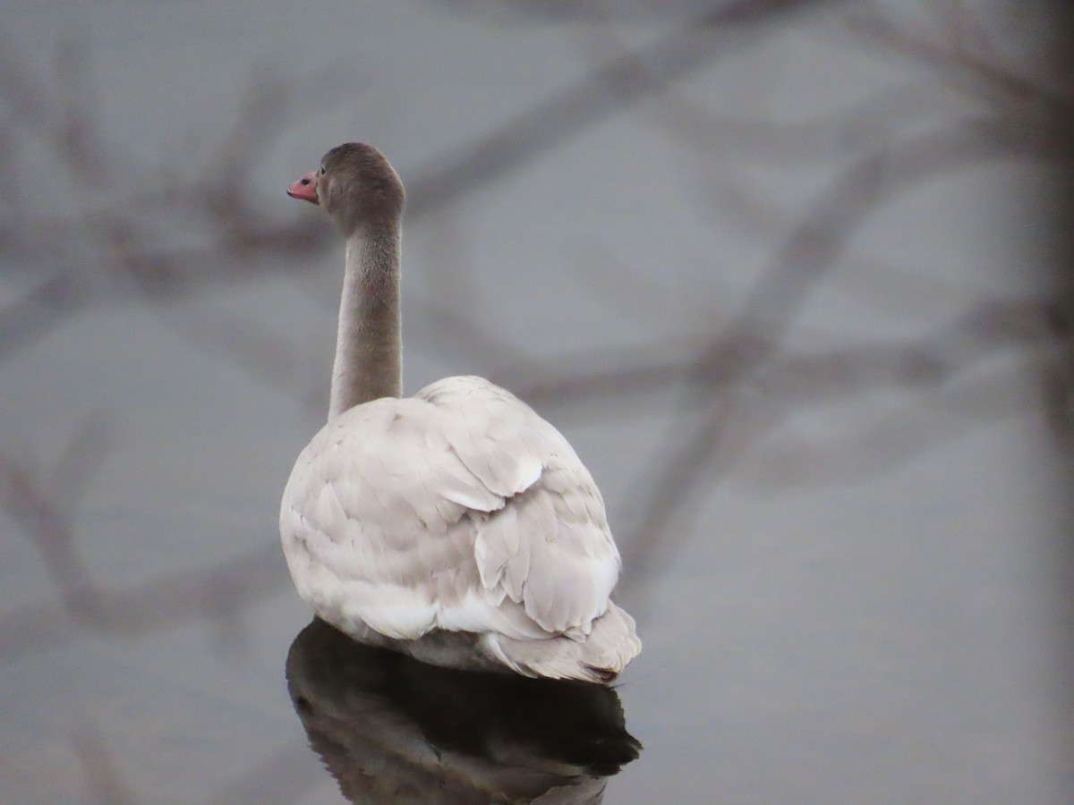 Tundra Swan - ML645712594