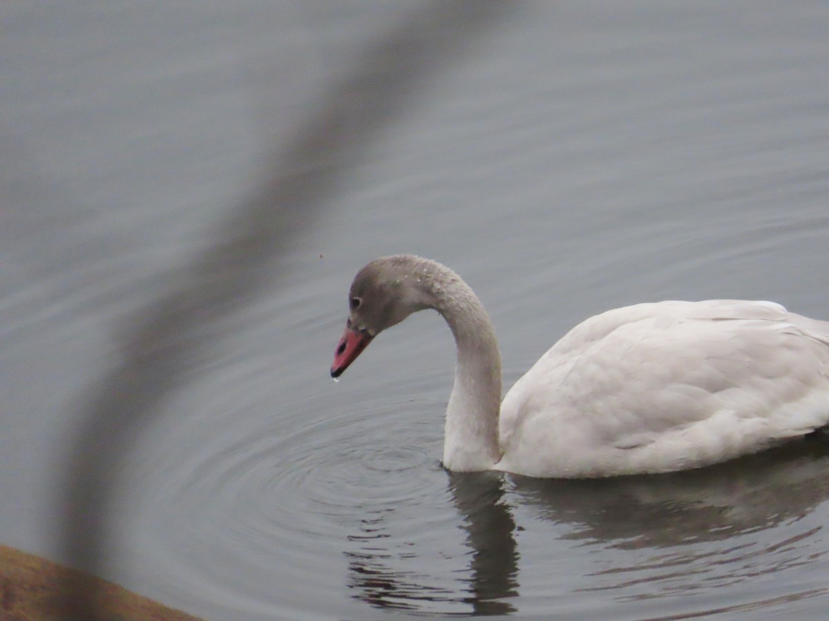 Tundra Swan - ML645712595
