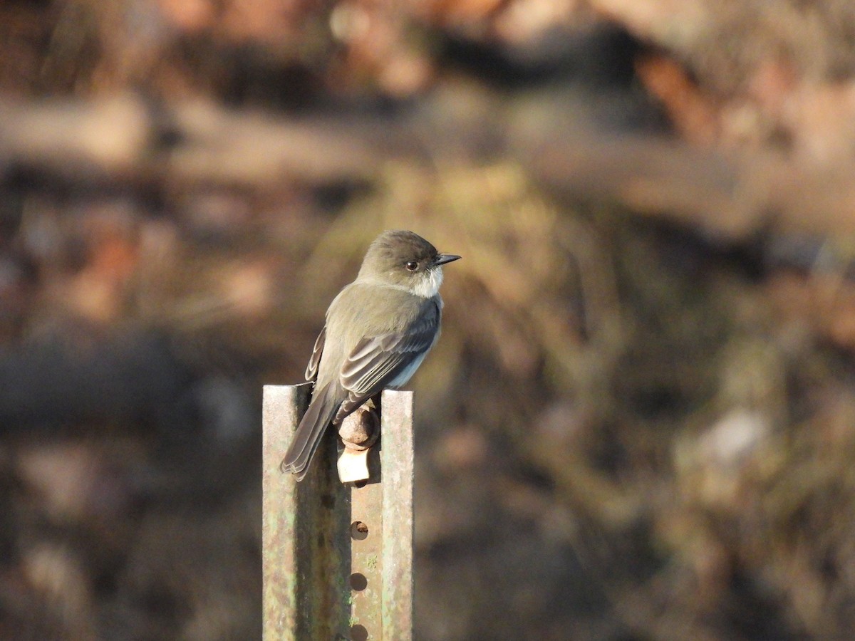 Eastern Phoebe - ML645712597