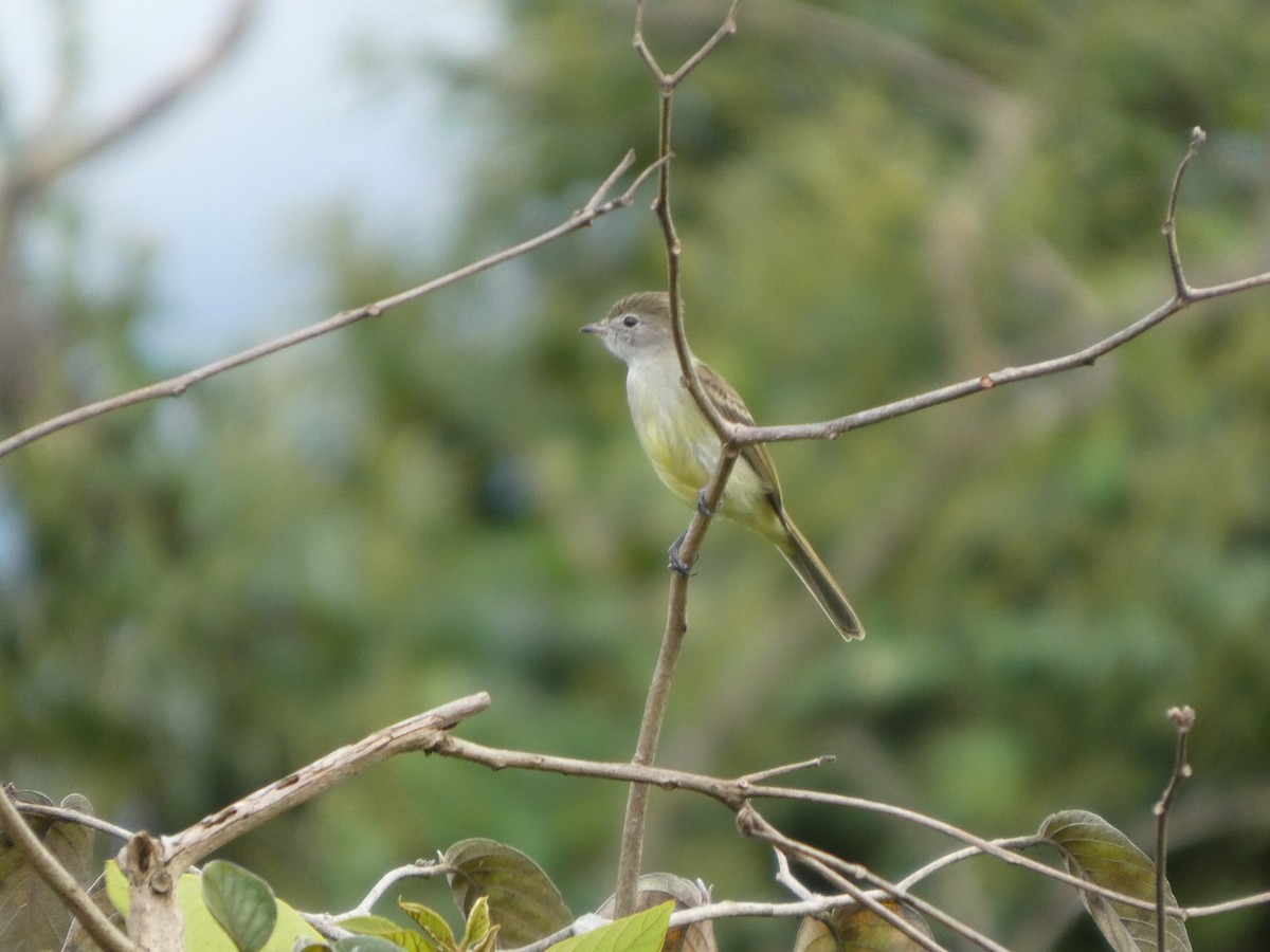 Желтобрюхая эления - ML645712598