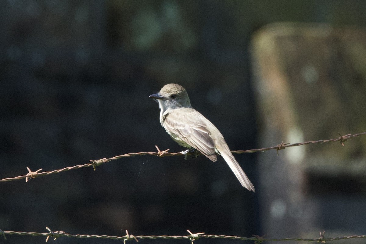 Short-crested Flycatcher - ML645712604