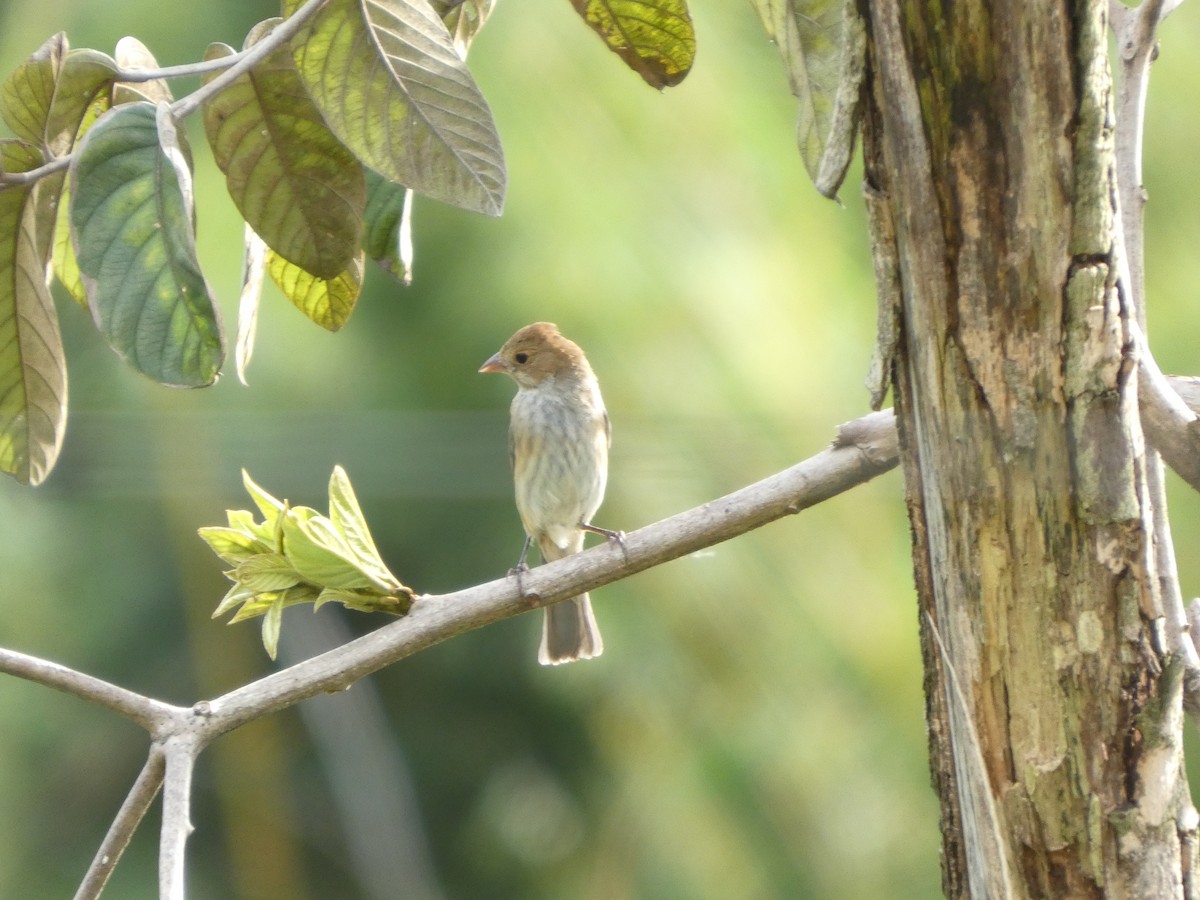 Indigo Bunting - ML645712606