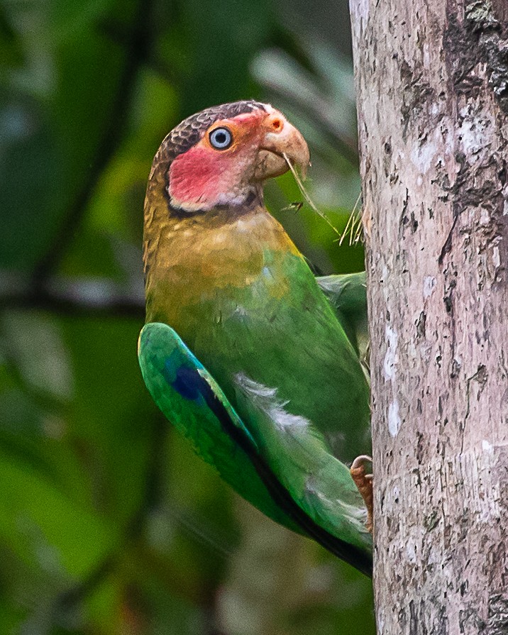 Rose-faced Parrot - ML645712616