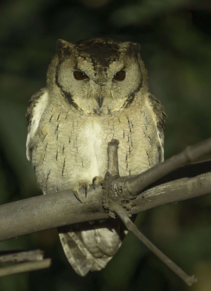 Indian Scops-Owl - ML645712622