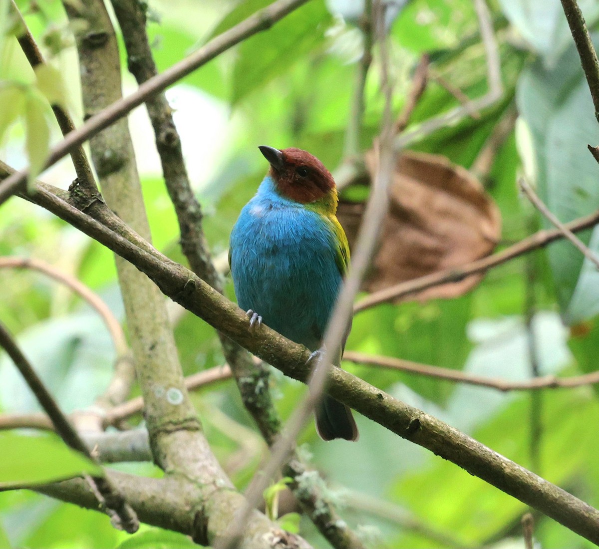 Tangara Cabecibaya - ML645712625