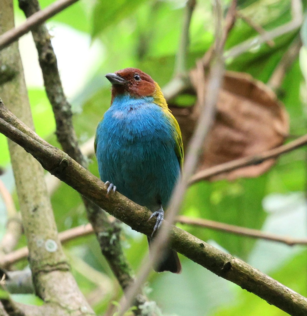 Tangara Cabecibaya - ML645712626