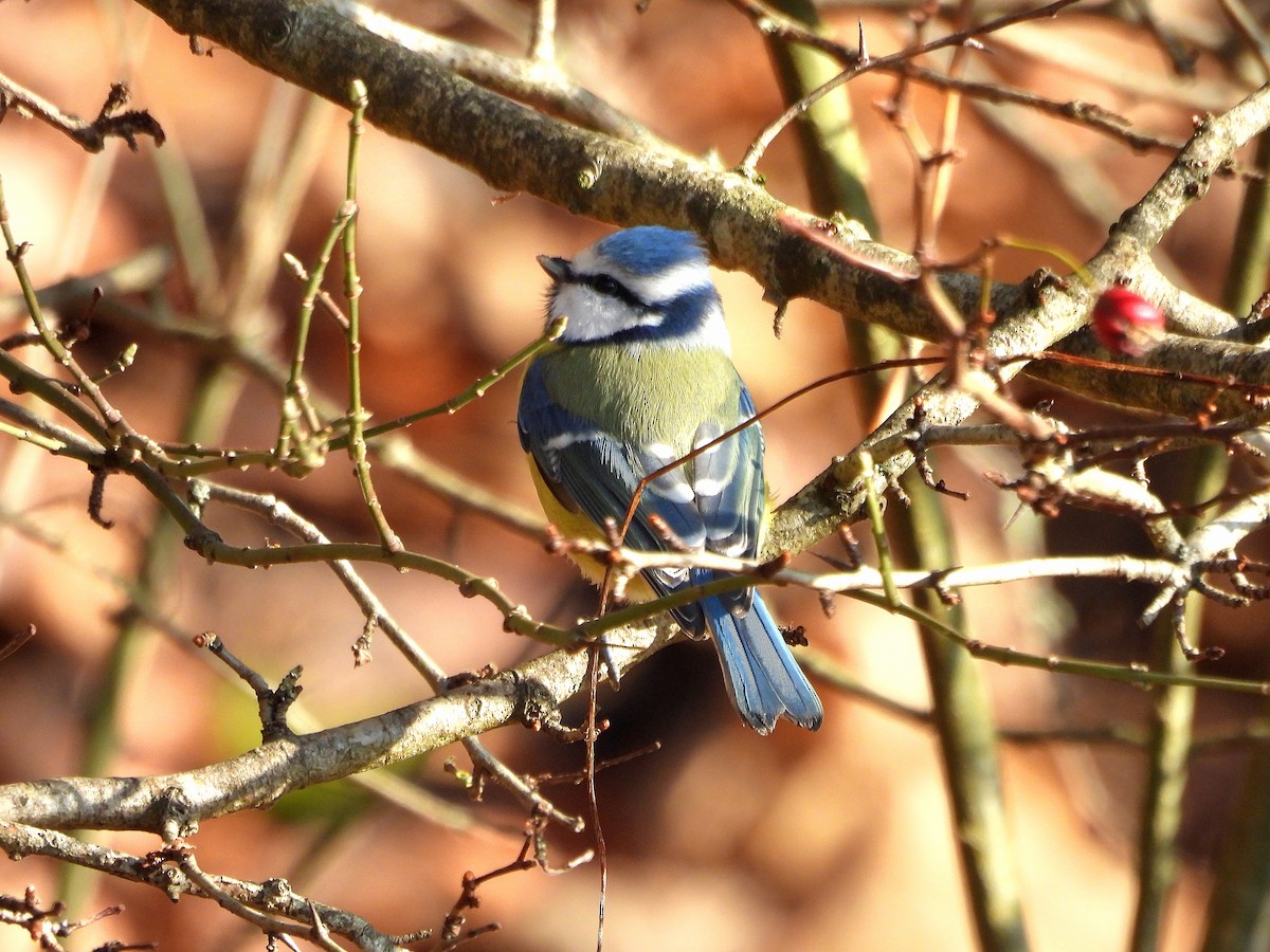 Eurasian Blue Tit - ML645712638