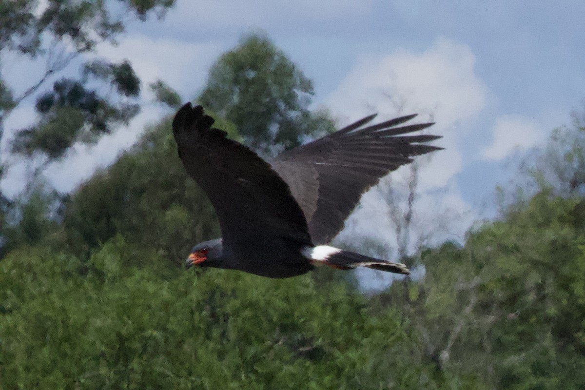 Snail Kite - ML645712643