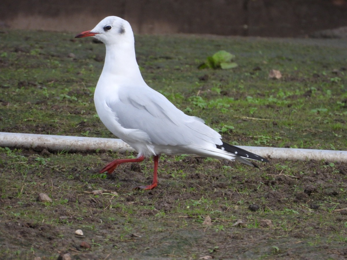 Хүрэн толгойт цахлай - ML645712644