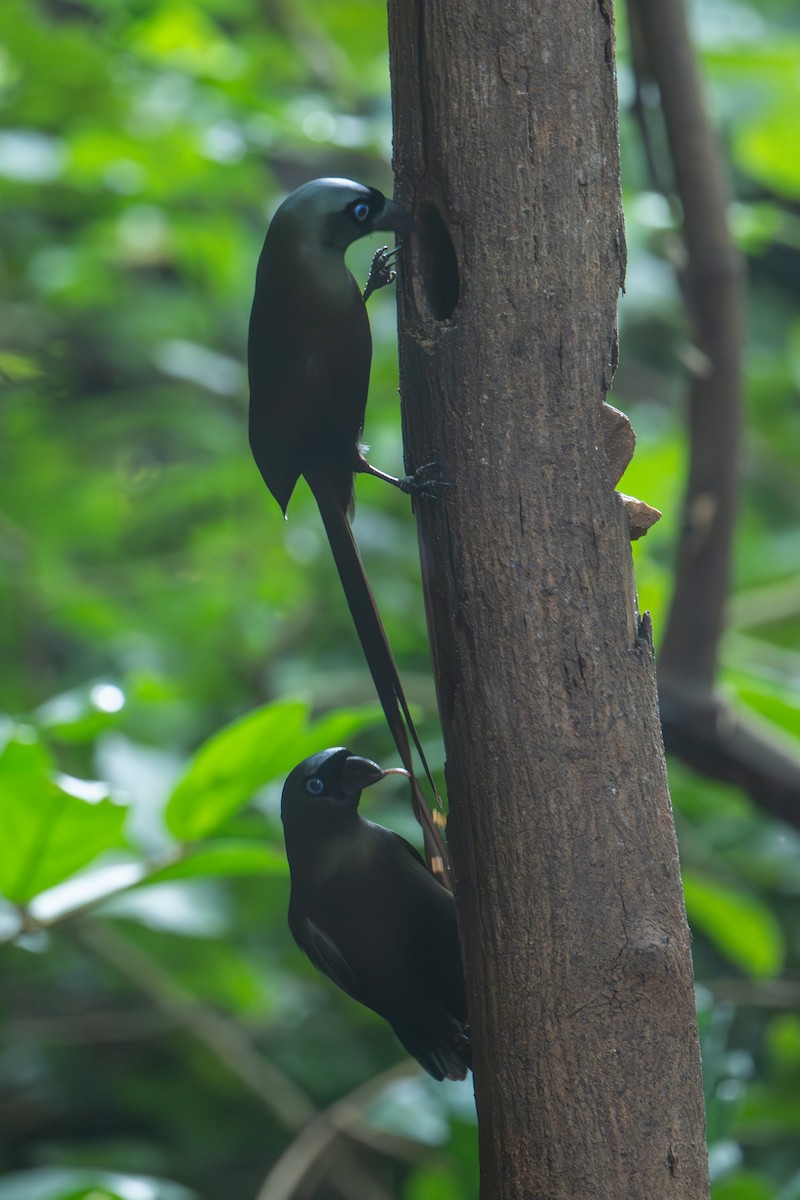 Ракетохвостая сорока - ML645712645