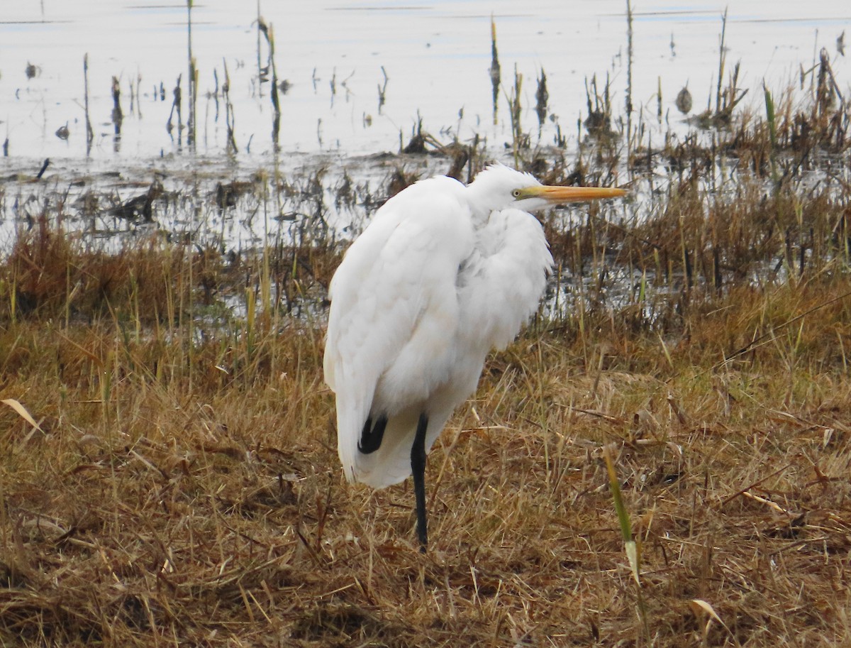 Great Egret - ML645712649