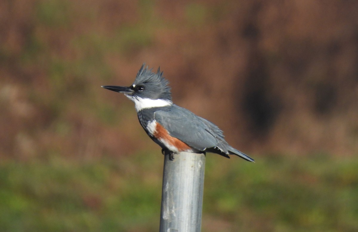 Belted Kingfisher - ML645712655