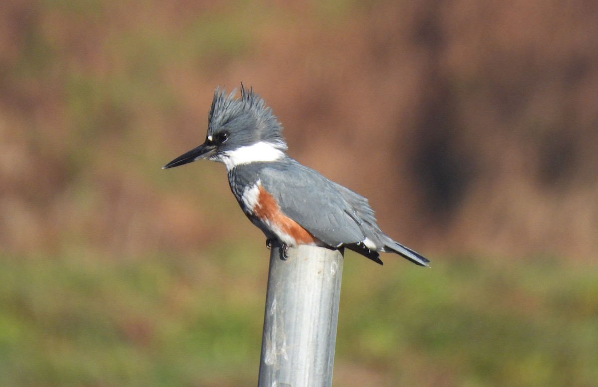 Belted Kingfisher - ML645712656