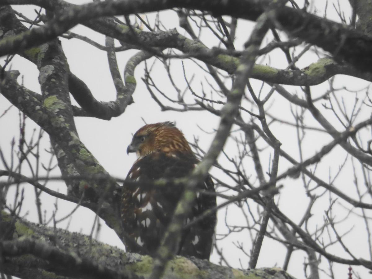 Cooper's Hawk - ML645712663