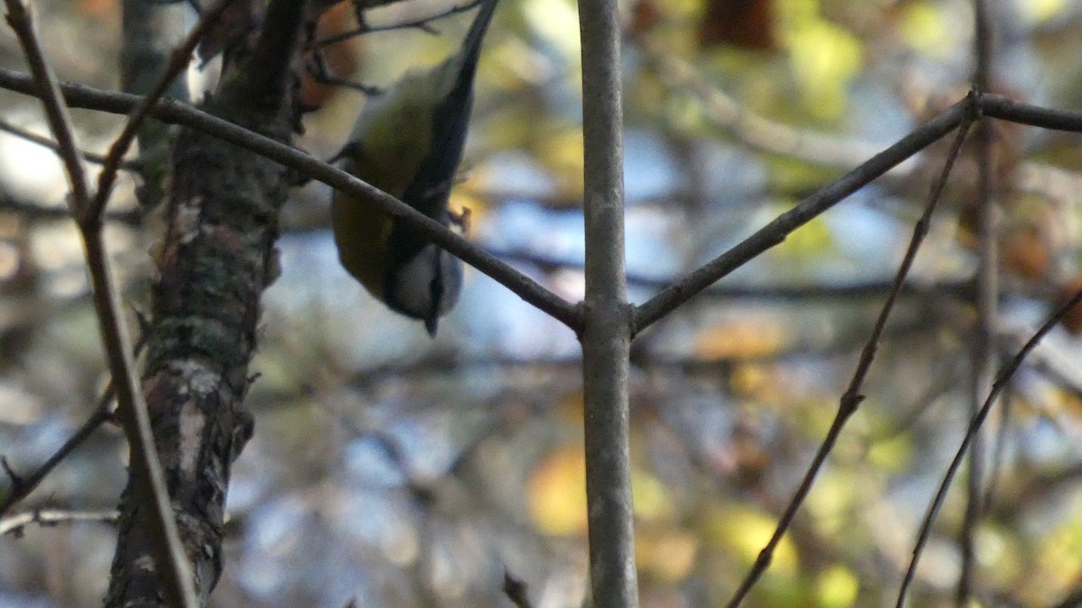 Eurasian Blue Tit - ML645712671