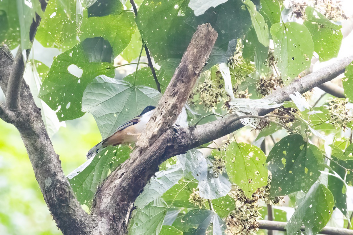 Rufous-backed Sibia - ML645712673