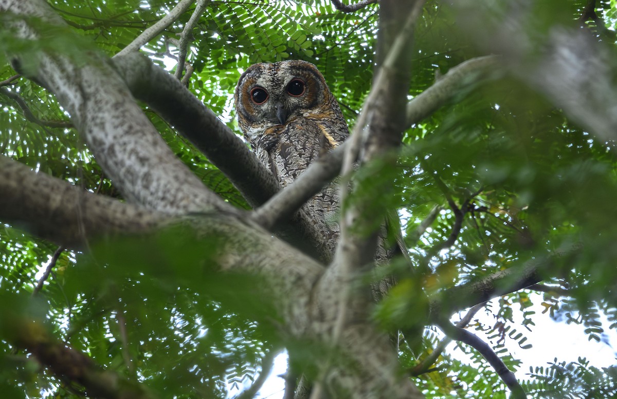 Mottled Wood-Owl - ML645712675