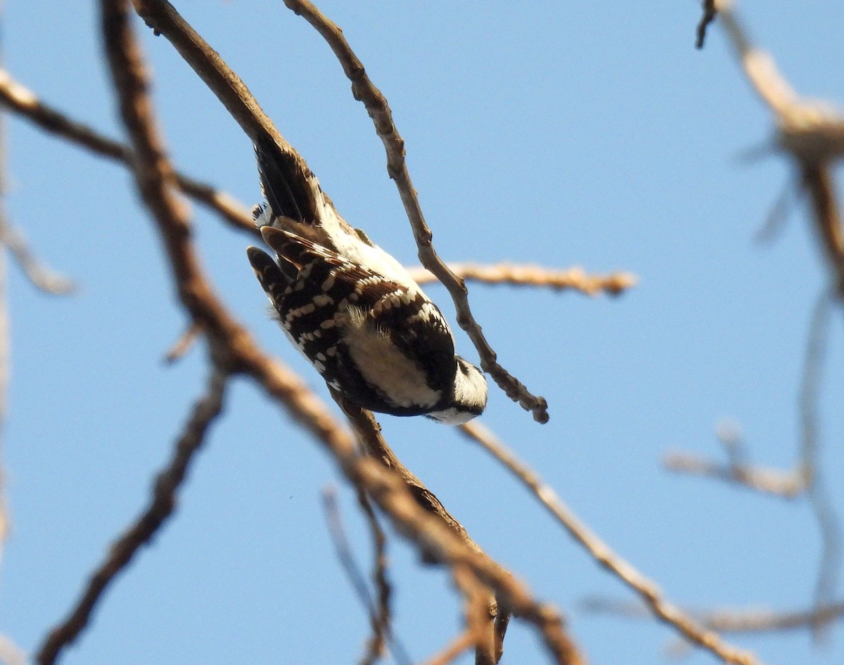 Downy Woodpecker - ML645712676