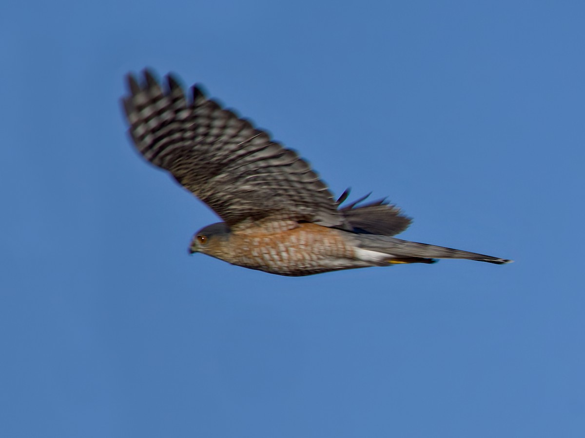Cooper's Hawk - ML645712677