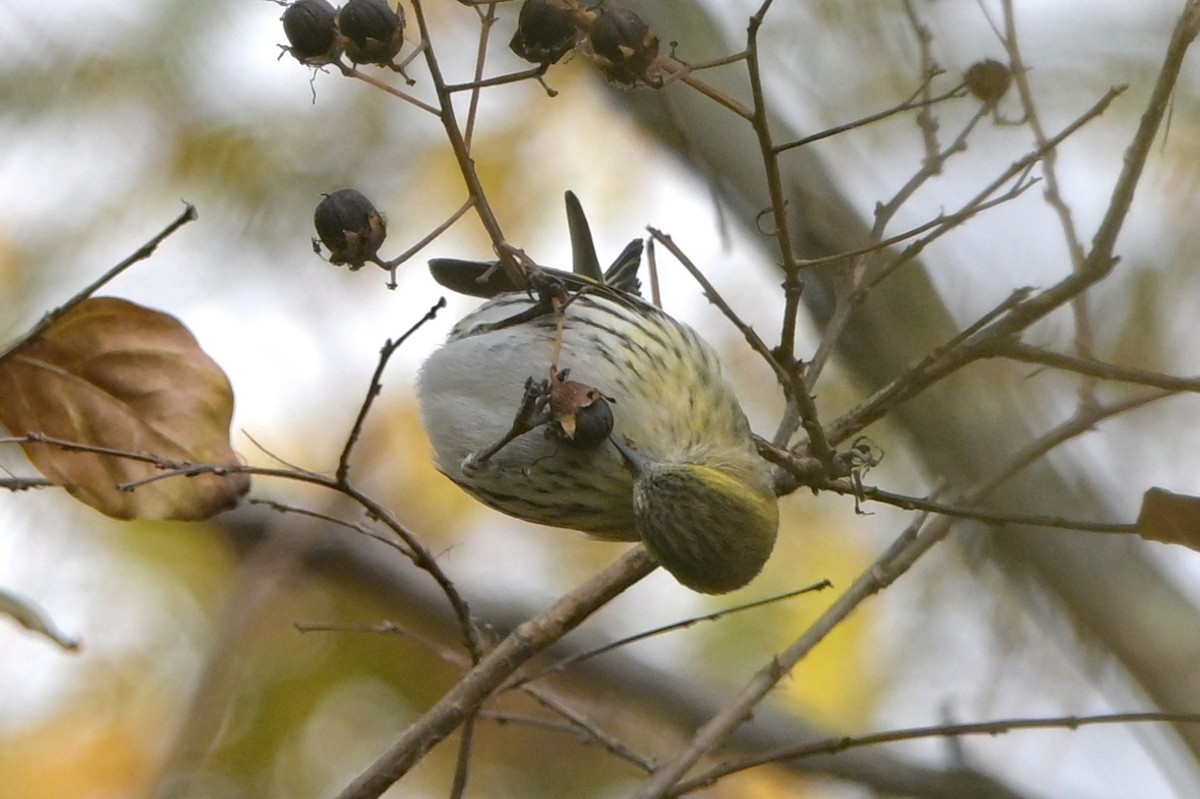 Eurasian Siskin - ML645712687