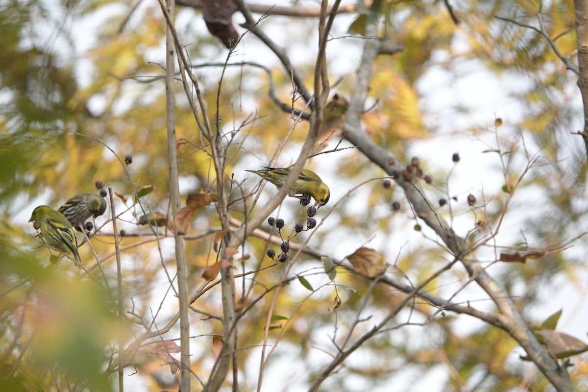 Eurasian Siskin - ML645712688