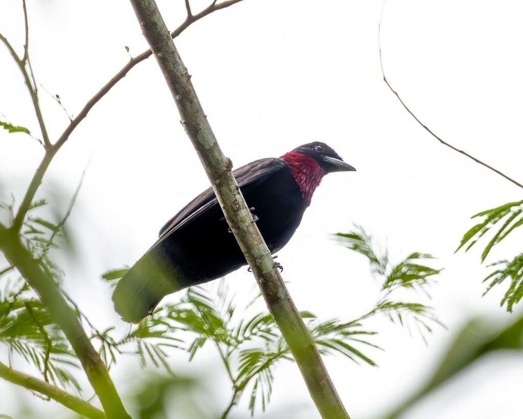 Purple-throated Fruitcrow - ML645712691