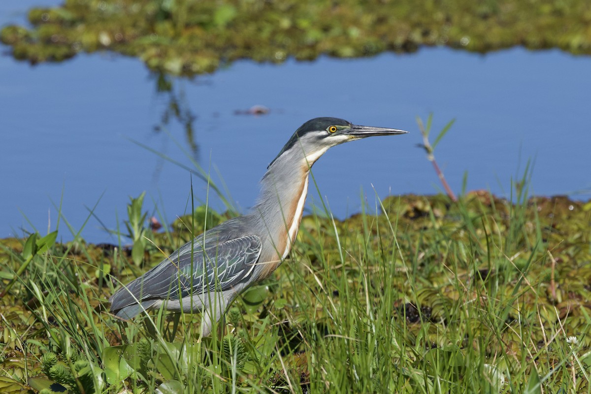 Striated Heron - ML645712692