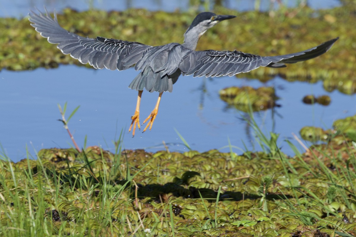 Striated Heron - ML645712704