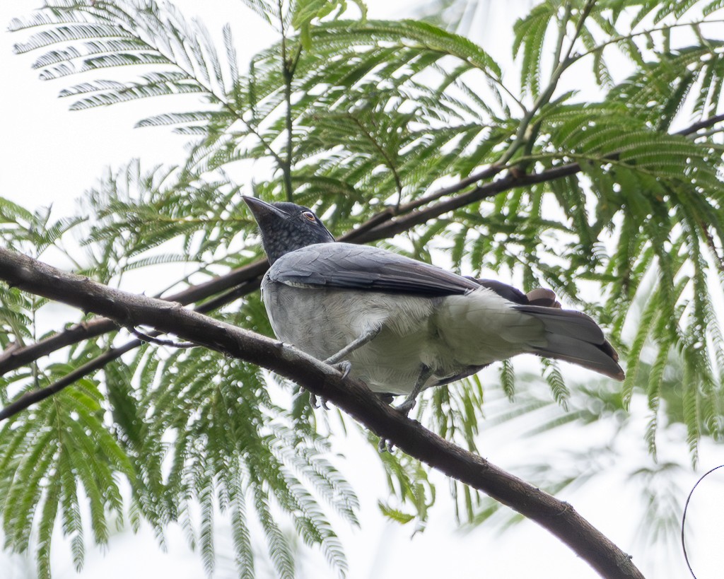 Black-faced Cotinga - ML645712708