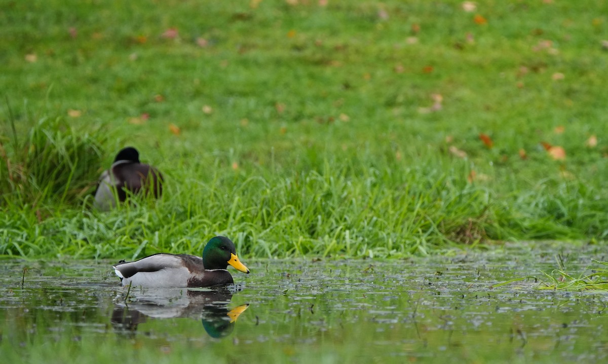 Mallard - ML645712709