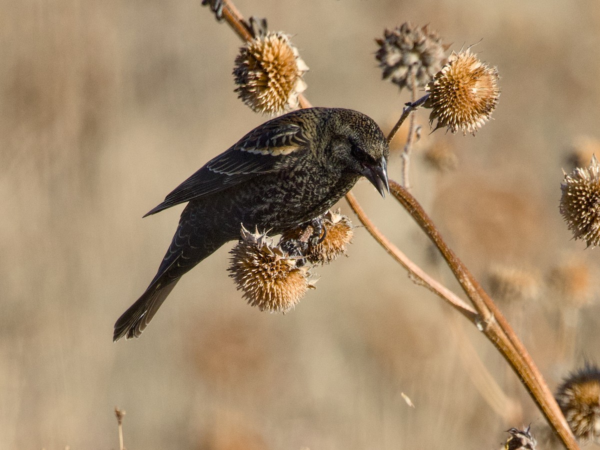 Red-winged Blackbird - ML645712710
