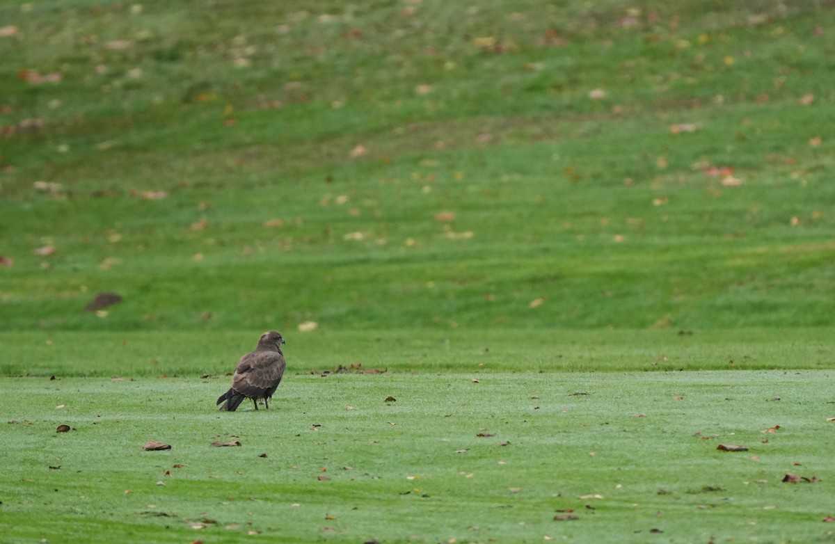 Common Buzzard - ML645712718