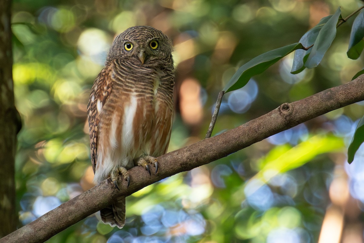 Asya Yazılı Serçe Baykuşu - ML645712719