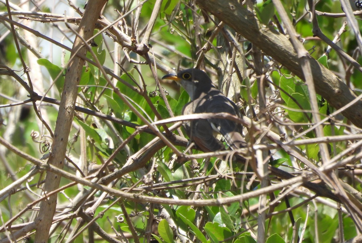 Yellow-billed Cuckoo - ML645712723