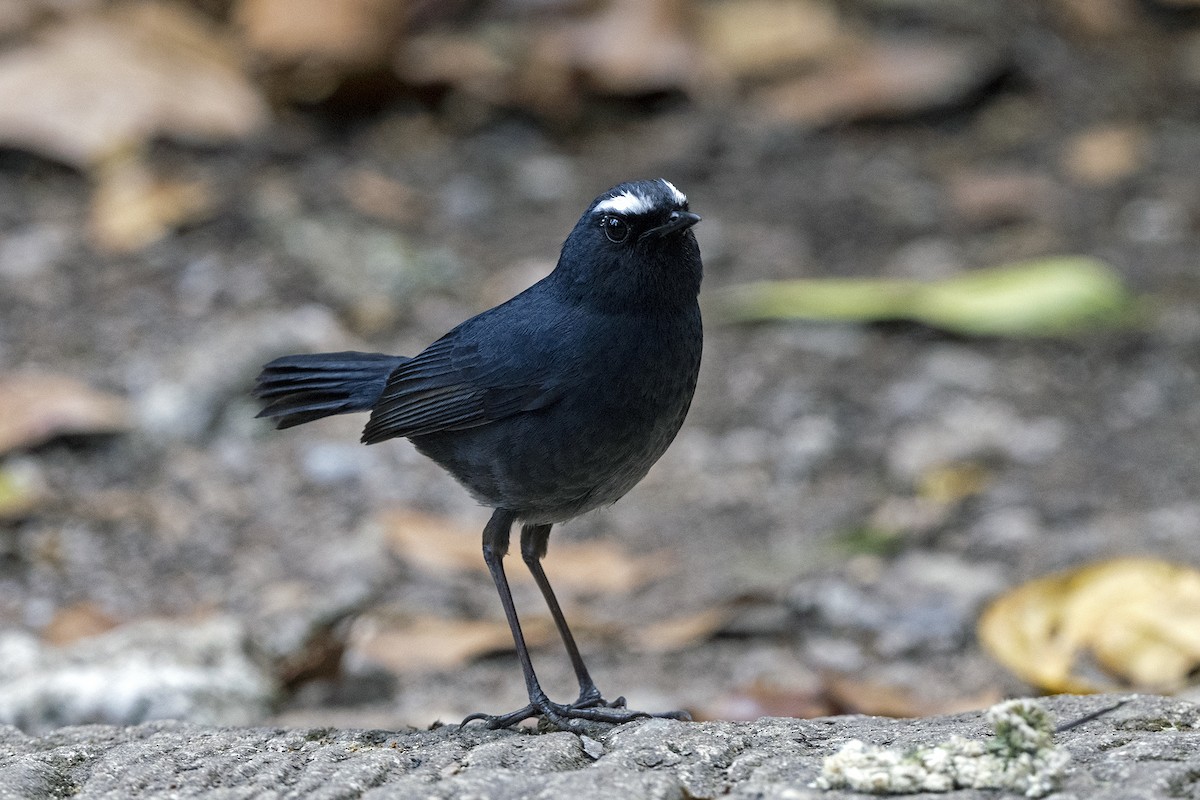 Mavi Kısakanat - ML645712730