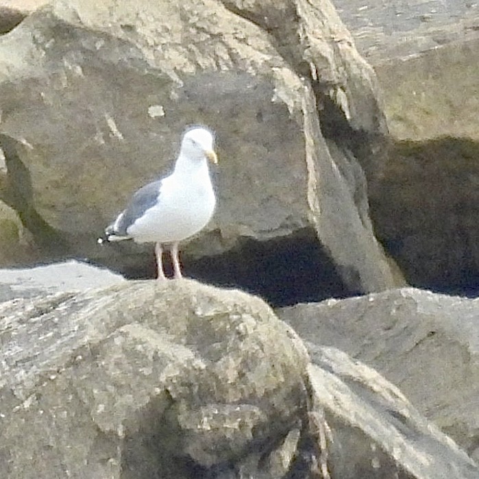 アメリカオオセグロカモメ - ML645712736