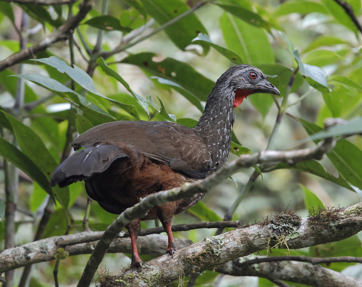 Andean Guan - ML645712752