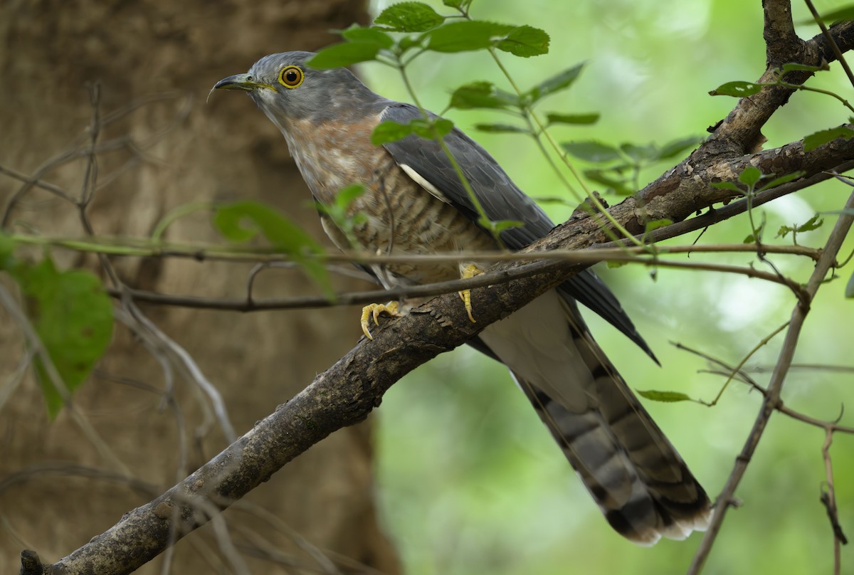 Common Hawk-Cuckoo - ML645712753