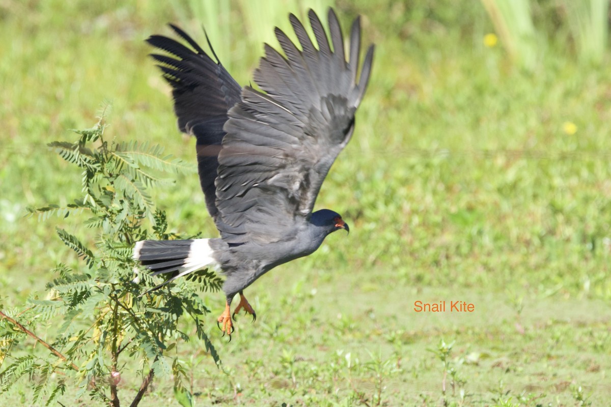 Snail Kite - ML645712754