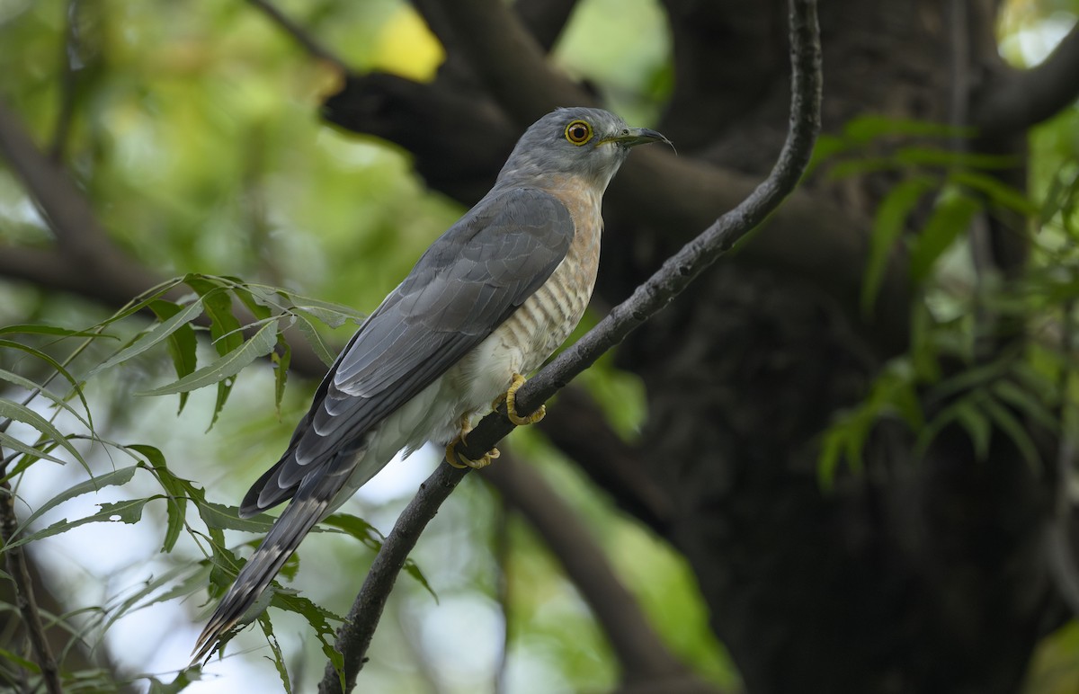 Common Hawk-Cuckoo - ML645712755